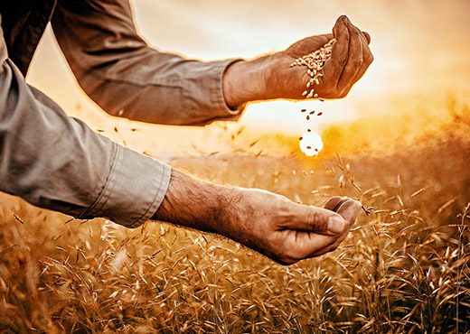 Farmer handling grain in field