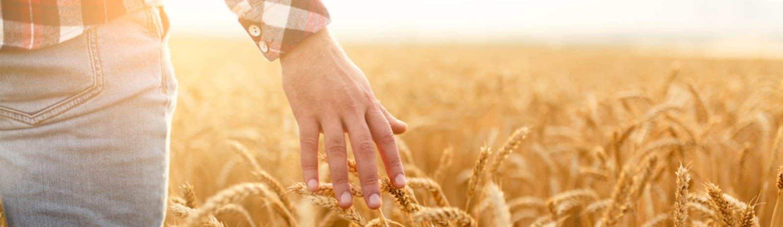 a farmer walking through a wheat field